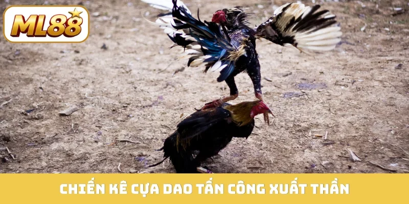 Chiến kê cựa dao tấn công xuất thần