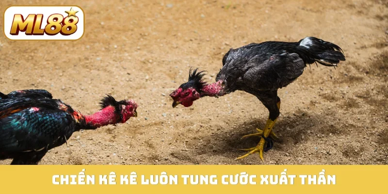 Chiến kê kê luôn tung cước xuất thần