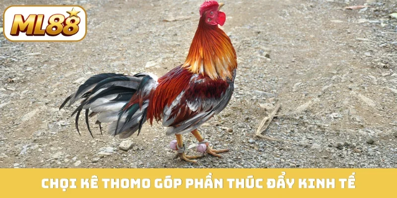 Chọi kê Thomo góp phần thúc đẩy kinh tế