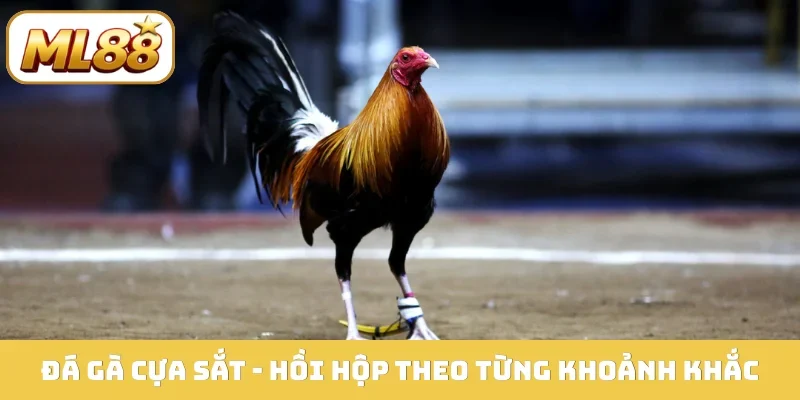 Đá gà cựa sắt