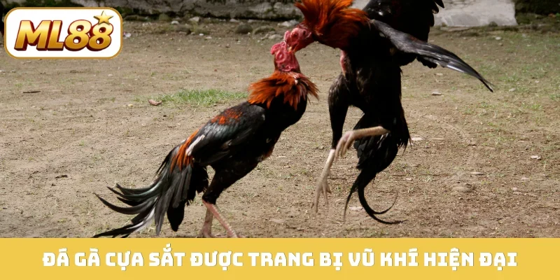 Đá gà cựa sắt được trang bị vũ khí hiện đại