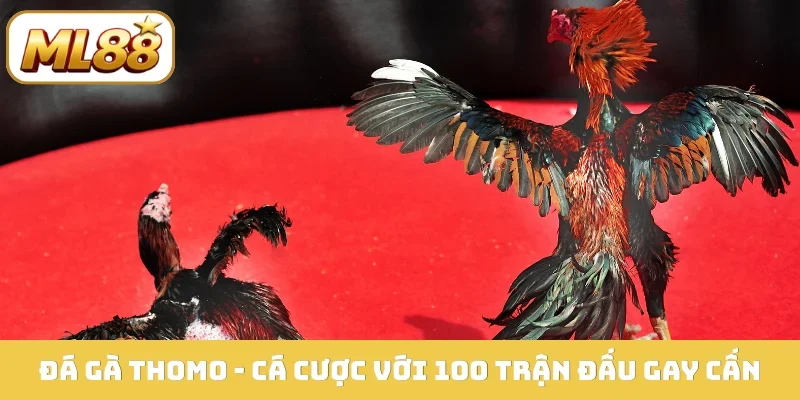 Đá gà Thomo