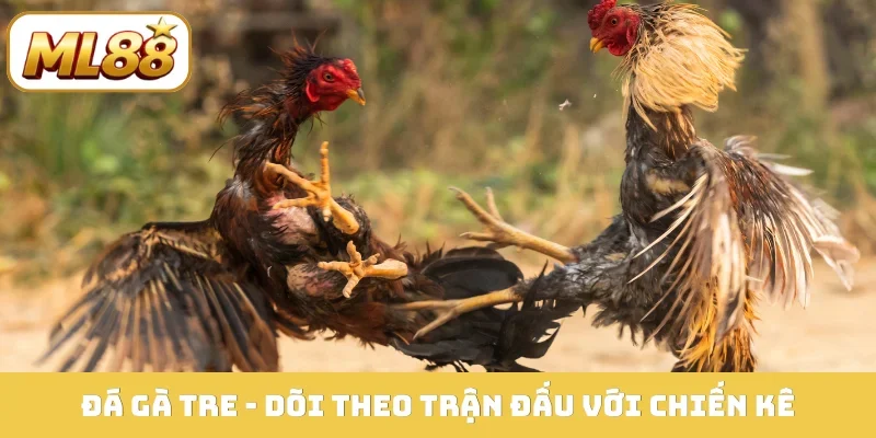 Đá gà tre