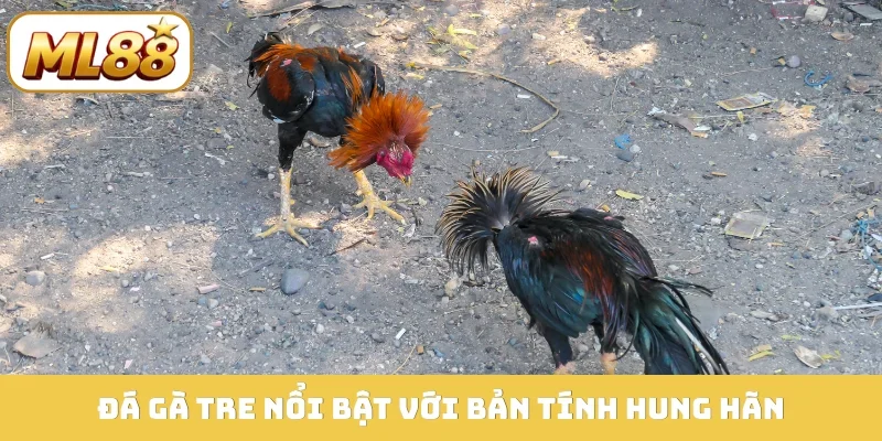 Đá gà tre nổi bật với bản tính hung hãn