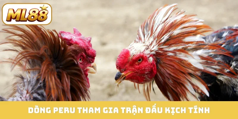 Dòng Peru tham gia trận đấu kịch tính
