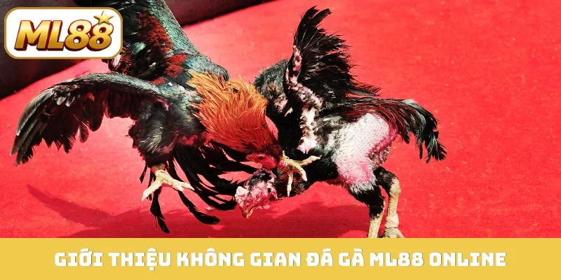 Giới thiệu không gian đá gà ML88 online