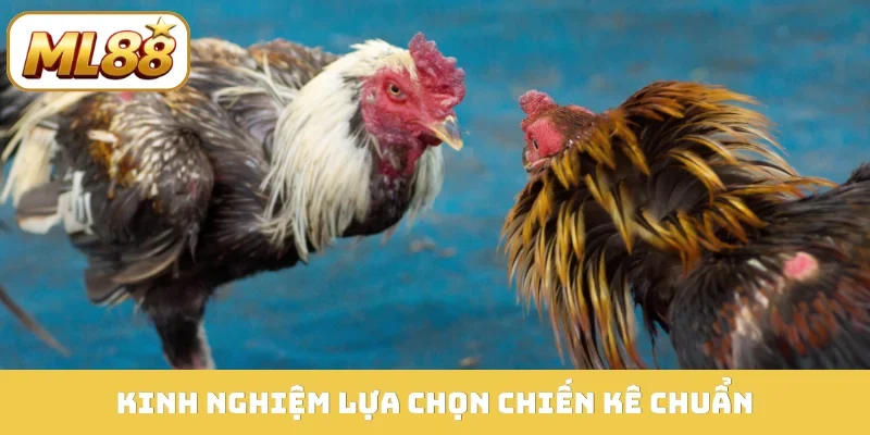 Kinh nghiệm lựa chọn chiến kê chuẩn