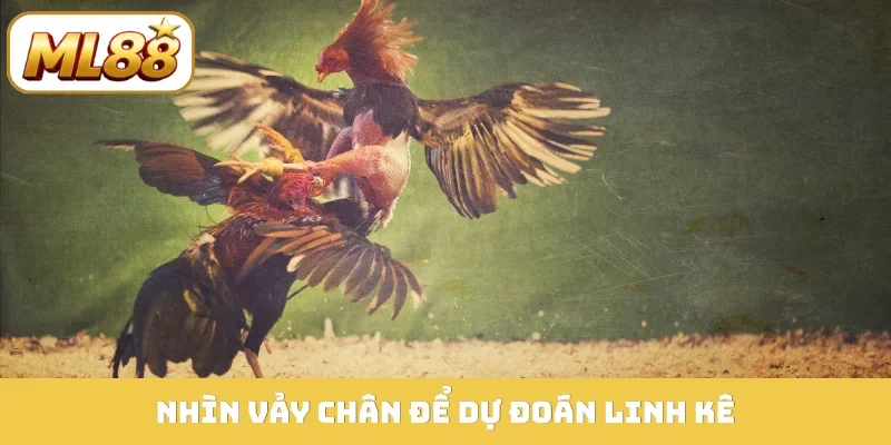 Nhìn vảy chân để dự đoán linh kê
