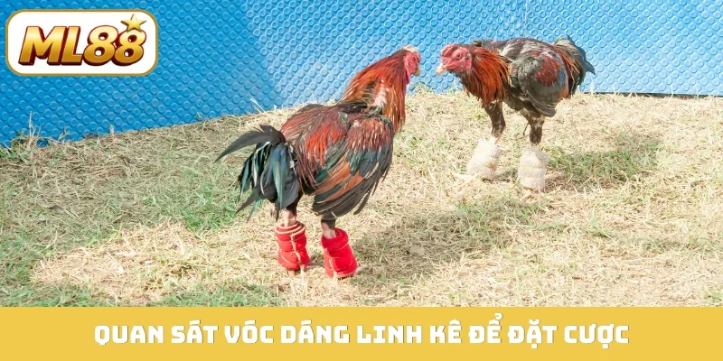 Quan sát vóc dáng linh kê để đặt cược