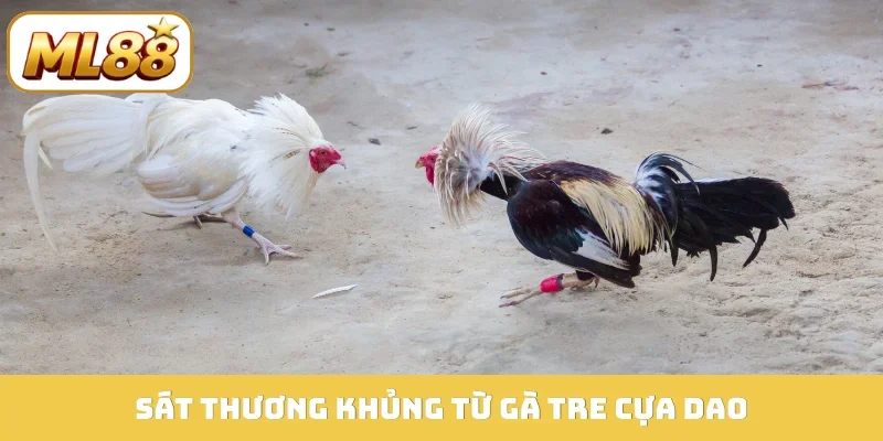 Sát thương khủng từ gà tre cựa dao