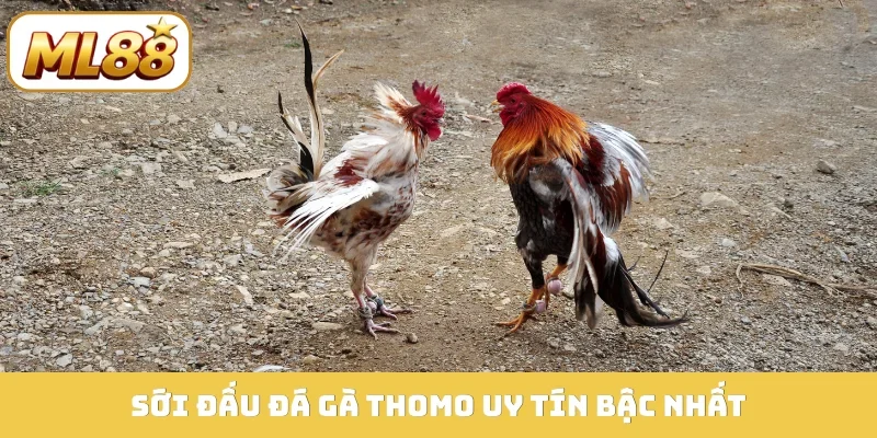 Sới đấu đá gà Thomo uy tín bậc nhất
