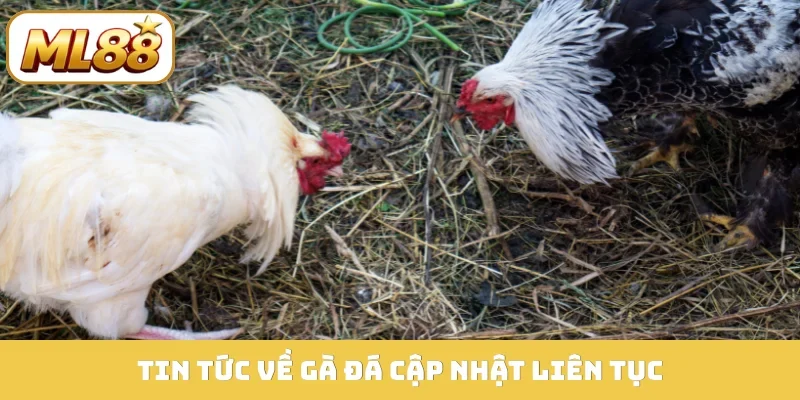 Tin tức về gà đá cập nhật liên tục