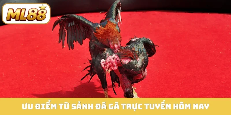 Ưu điểm từ sảnh đá gà trực tuyến hôm nay